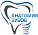 Cтоматология "АНАТОМИЯ ЗУБОВ"
